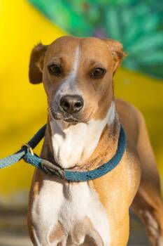 Kinich -  Beagle and Whippet Dog for Adoption in New York, New York - Kinich | PetCurious