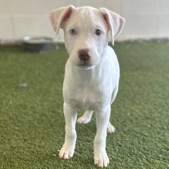 Rescue Mixed Breed Dogs for Adoption in Loxahatchee Groves, Florida - Pocus 4128 | PetCurious