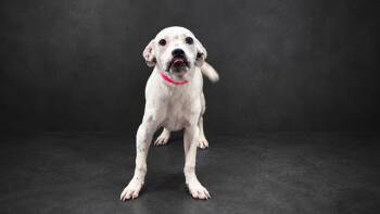 JACKSON -  American Bulldog and Mixed Breed Dog for Adoption in Winter Haven, Florida - JACKSON | PetCurious