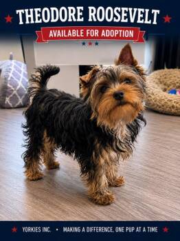 Theodore Roosevelt -  Yorkshire Terrier Dog for Adoption in Taunton, Massachusetts - Theodore Roosevelt | PetCurious