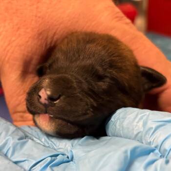 Border Collie Dogs Available for Adoption in Yuma, Arizona - Leon | PetCurious