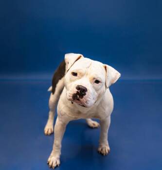 Pen 187 Percy -  American Bully Dog for Adoption in Lawrenceville, Georgia - Pen 187 Percy | PetCurious