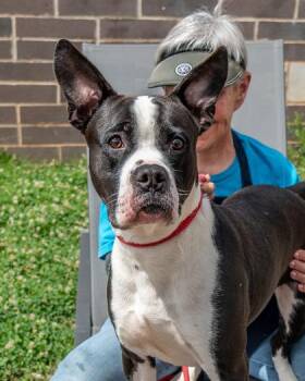 Undertow -  Mixed Breed Dog Available for Adoption in Chamblee, Georgia - Undertow | PetCurious