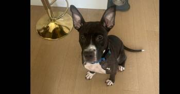 Shyla -  Mixed Breed Dog for Adoption in New York, New York - Shyla | PetCurious