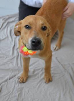 Shepherd Dogs Available for Adoption in Mckinney, Texas - Winona | PetCurious