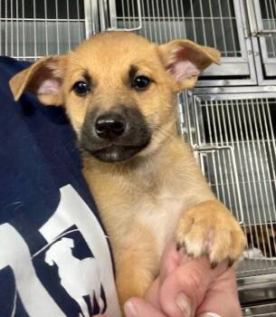 Ridge -  Labrador Retriever Dog for Adoption in Jefferson, New Jersey - Ridge | PetCurious
