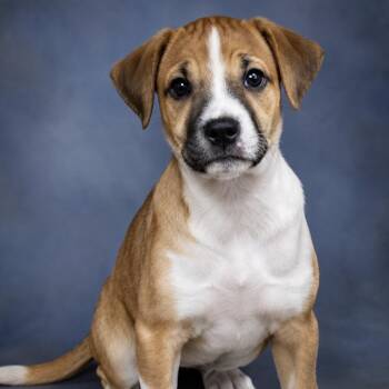 Juliet -  Boxer Dog for Adoption in The Woodlands, Texas - Juliet | PetCurious