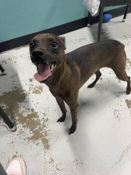 Chihuahua and Whippet Dogs Available for Adoption - Blue | PetCurious