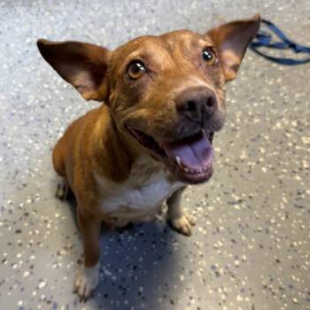 Jane -  Mixed Breed Dog for Adoption in Alabaster, Alabama - Jane | PetCurious