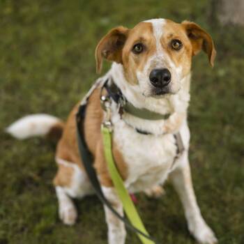Dexter -  Australian Cattle Dog Blue Heeler and Mixed Breed Dog for Adoption in Mississauga, Ontario - Dexter | PetCurious