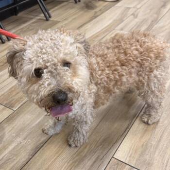 Poodle and Mixed Breed Dogs Available for Adoption in Newark, New Jersey - Blondie | PetCurious