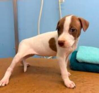 Farkle -  Mixed Breed Dog for Adoption in West Chester, Pennsylvania - Farkle | PetCurious