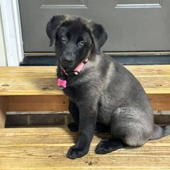 Maddie -  German Shepherd Dog Dog for Adoption in Raleigh, North Carolina - Maddie | PetCurious