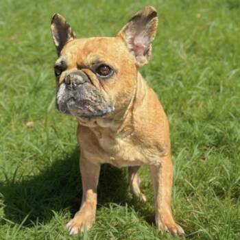 French Bulldog Dogs Available for Adoption - Valentina | PetCurious