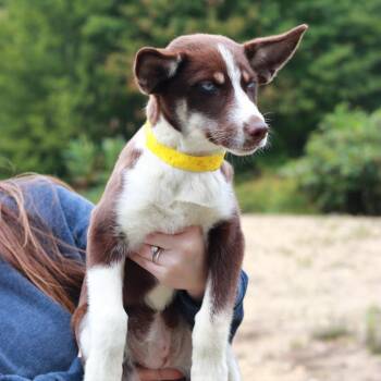 CT Tortellini -  Shepherd and Husky Dog for Adoption in Stormville, New York - CT Tortellini | PetCurious