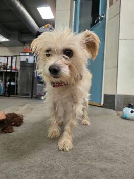 Mabel -  Cairn Terrier Dog for Adoption in Phoenix, Arizona - Mabel | PetCurious