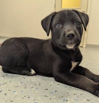 Mae -  Labrador Retriever and Mixed Breed Dog for Adoption in Yankton, South Dakota - Mae | PetCurious