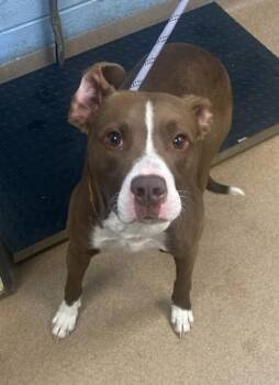 Eldon -  Mixed Breed Dog for Adoption in Chamblee, Georgia - Eldon | PetCurious