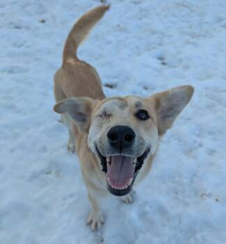 Golden Retriever Dogs Available for Adoption - Cheney | PetCurious