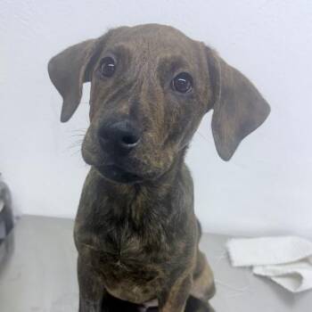 Gary -  Mixed Breed Dog for Adoption in New York, New York - Gary | PetCurious