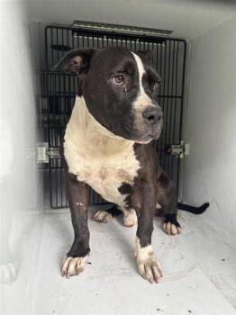 A657295 -  Pit Bull Terrier Dog for Adoption in Houston, Texas - A657295 | PetCurious