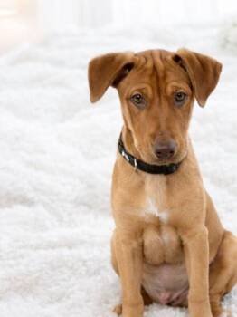 Pit Bull Terrier and Labrador Retriever Dogs Available for Adoption - Satsuma Citrus | PetCurious