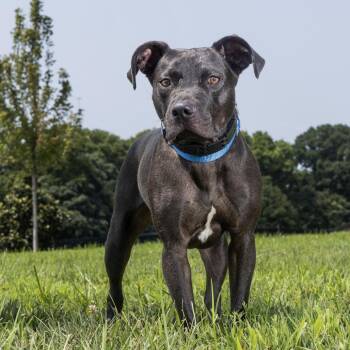 Maverick -  Pit Bull Terrier Dog for Adoption in Franklin, Tennessee - Maverick | PetCurious