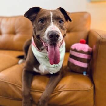 Adamma All Love and Gentle Company -  Chocolate Labrador Retriever and Pit Bull Terrier Dog for Adoption in Friendswood, Texas - Adamma All Love And Gentle Company | PetCurious