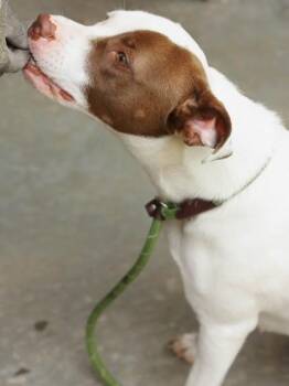 Mixed Breed Dogs Available for Adoption in Chamblee, Georgia - Kaloo- IN FOSTER | PetCurious