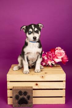 Husky Dogs Available for Adoption - 141-26 | PetCurious