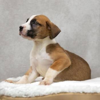 Lyric -  Black Mouth Cur and Mixed Breed Dog Available for Adoption in Livingston, Texas - Lyric | PetCurious