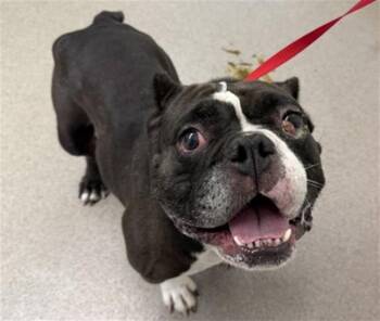 OLIVIA -  American Bulldog and Mixed Breed Dog for Adoption in San Bernardino, California - OLIVIA | PetCurious