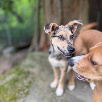 Shepherd Dogs Available for Adoption in Bellingham, Washington - Aspen | PetCurious