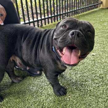Shorty -  English Bulldog Dog for Adoption in West Palm Beach, Florida - Shorty | PetCurious
