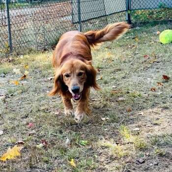 Charlie-Available Soon! -  Golden Retriever Dog for Adoption in Conway, New Hampshire - Charlie-Available Soon! | PetCurious