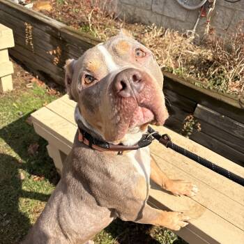 American Bully Dogs Available for Adoption - Bagel | PetCurious