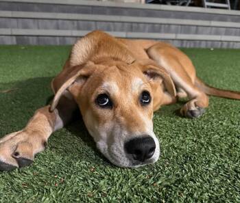 Normie -  Labrador Retriever and Pit Bull Terrier Dog for Adoption in Los Angeles, California - Normie | PetCurious