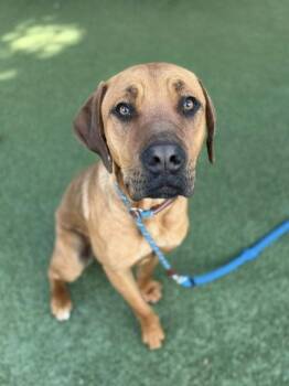 Fila Brasileiro and Boerboel Dogs Available for Adoption in Roseville, California - Luna The Love | PetCurious