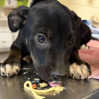 Freda -  Mixed Breed Dog for Adoption in Asheville, North Carolina - Freda | PetCurious