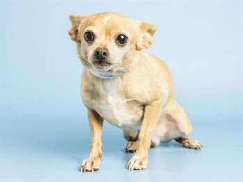 CHEESY QUESADILLA -  Chihuahua Dog for Adoption in Phoenix, Arizona - CHEESY QUESADILLA | PetCurious