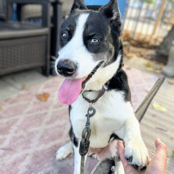 Rescue Husky and Shepherd Dogs for Adoption in Oakland, California - Sprouts | PetCurious