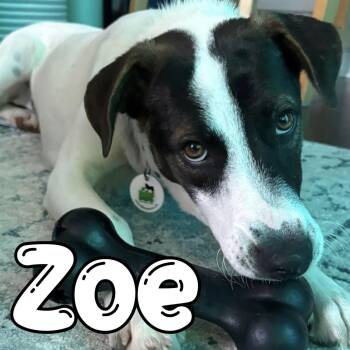 Rescue Mixed Breed and Pointer Dogs for Adoption in Mississauga, Ontario - Zoe | PetCurious