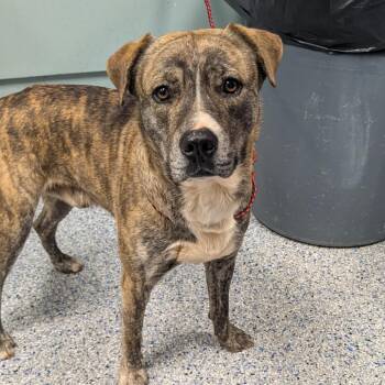 Retriever Dogs Available for Adoption - Gravy | PetCurious