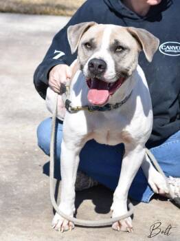American Staffordshire Terrier and Pit Bull Terrier Dogs Available for Adoption in Conroe, Texas - Bolt | PetCurious
