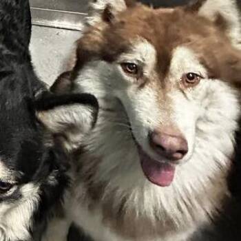 Froot -  Husky Dog for Adoption in Davenport, Iowa - Froot | PetCurious