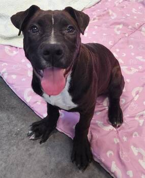 SQUIGGLY -  Labrador Retriever and Mixed Breed Dog for Adoption in Brunswick, Georgia - SQUIGGLY | PetCurious