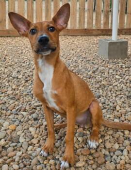 Yakety Yak -  Jack Russell Terrier and Shepherd Dog for Adoption in El Dorado, Arkansas - Yakety Yak | PetCurious