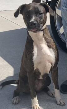 Rescue American Staffordshire Terrier and Mixed Breed Dogs for Adoption in Fort Lauderdale, Florida - LEXI | PetCurious
