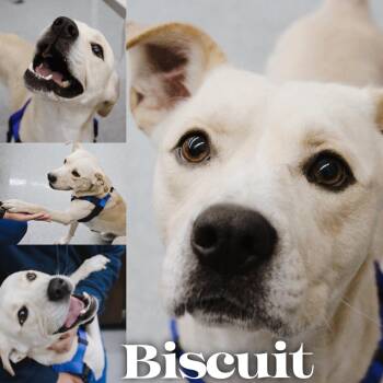 Labrador Retriever Dogs Available for Adoption - Biscuit | PetCurious
