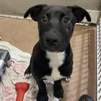 Mixed Breed Dogs Available for Adoption - Louie | PetCurious